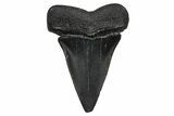 Fossil Broad-Toothed Mako Tooth - South Carolina #374797-1